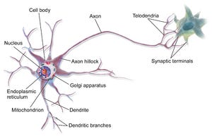 Biological Neuron